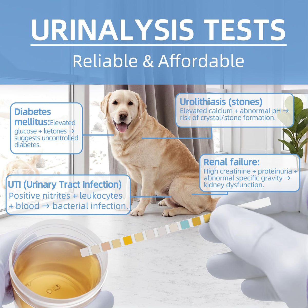 Dog & Cat UTI Blood Test Strips 100ct N546862