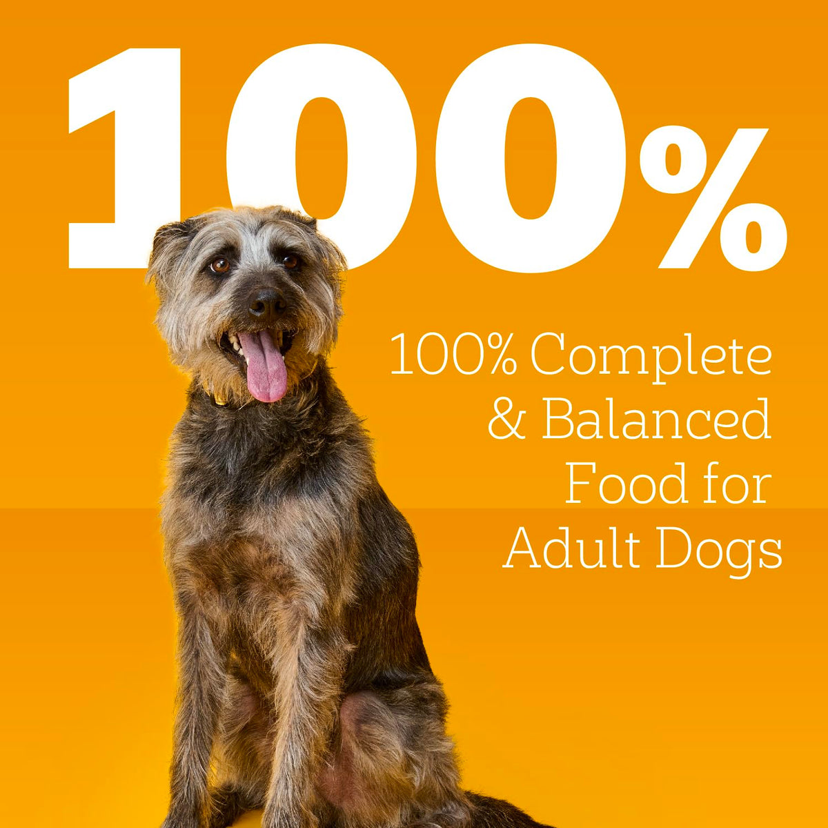 Beef Ground Dinner Wet Dog Food 13.2 oz 12 Count M15881