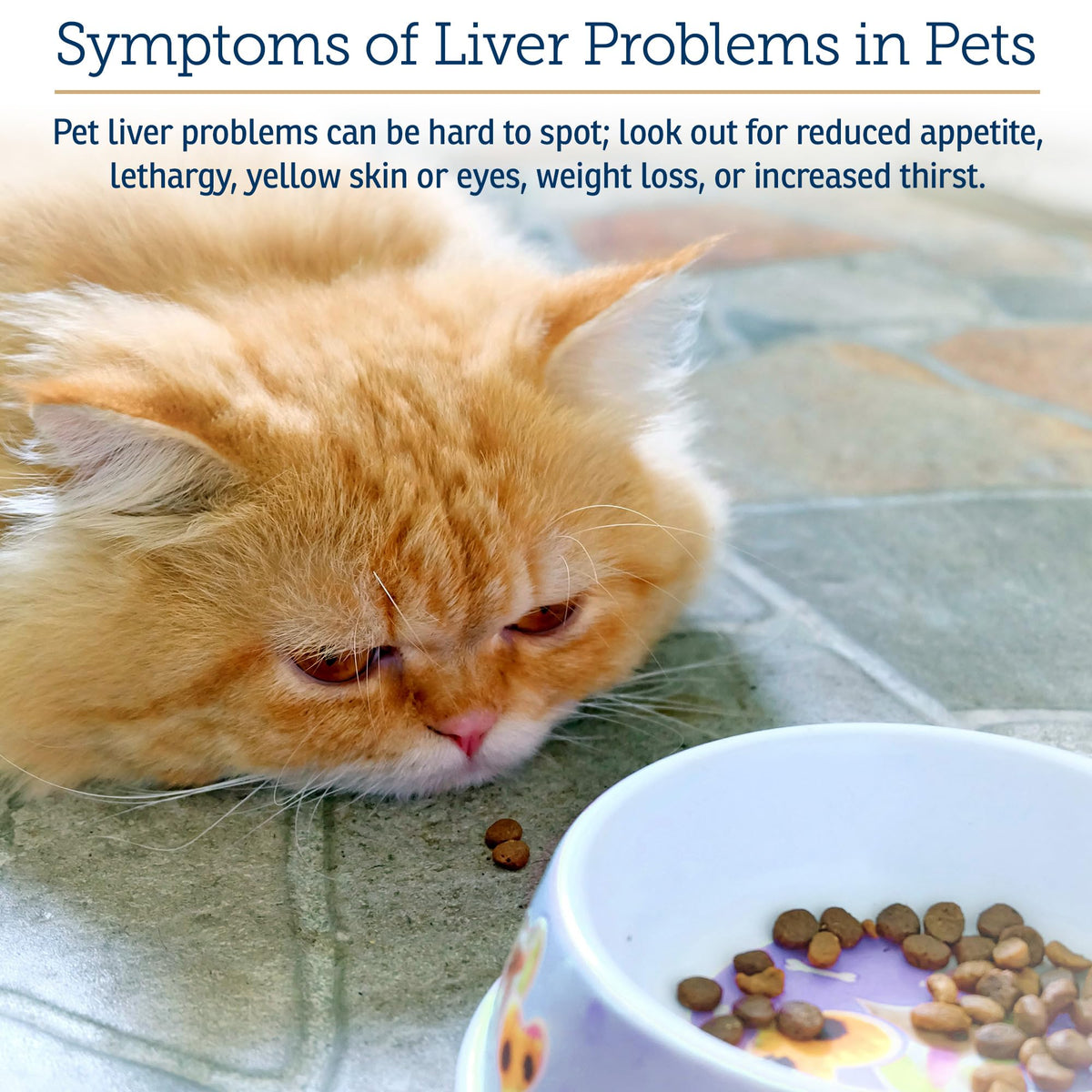 Liver Supplement 180ct N656